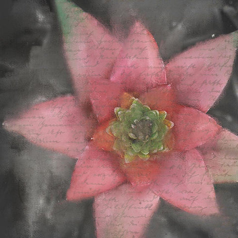 Star Bloom White Modern Wood Framed Art Print with Double Matting by Kimberly, Allen