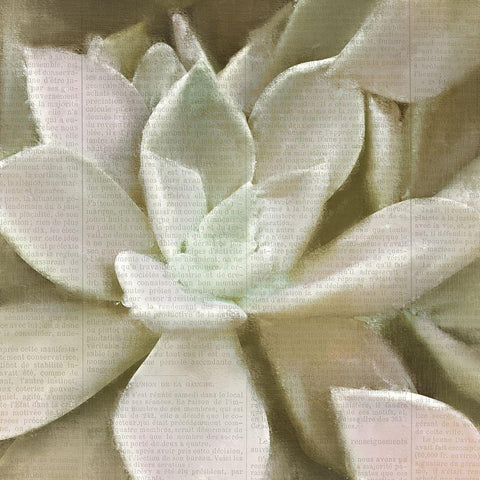 Newspaper Succulent 1 White Modern Wood Framed Art Print by Kimberly, Allen