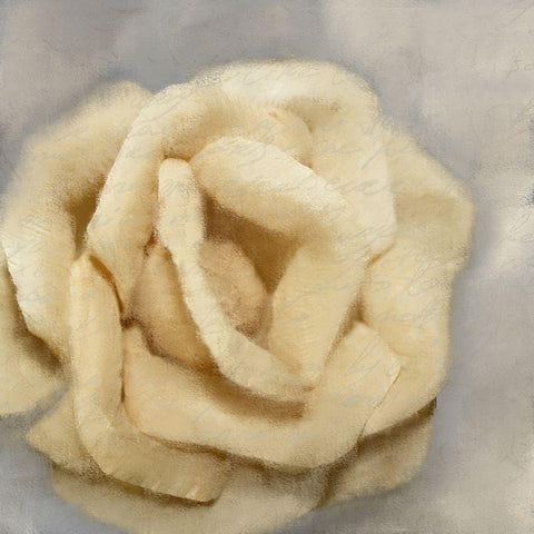 Rosa 1 Black Ornate Wood Framed Art Print with Double Matting by Kimberly, Allen