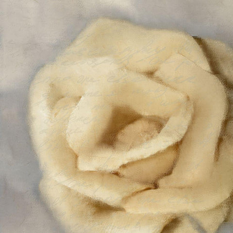 Rosa 2 White Modern Wood Framed Art Print with Double Matting by Kimberly, Allen