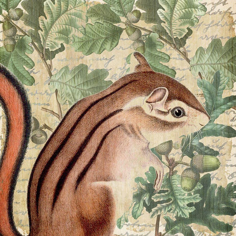 Chipmunk Square 1 White Modern Wood Framed Art Print by Kimberly, Allen