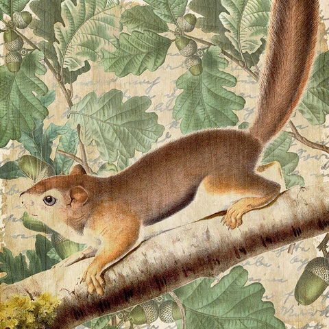 Chipmunk Square 2 Black Ornate Wood Framed Art Print with Double Matting by Kimberly, Allen