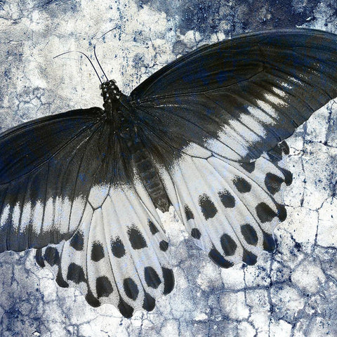 Butterfly Blues 1 Black Modern Wood Framed Art Print by Allen, Kimberly