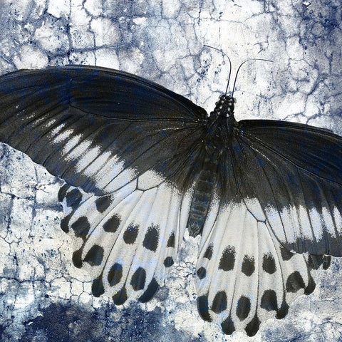 Butterfly Blues 2 White Modern Wood Framed Art Print with Double Matting by Allen, Kimberly