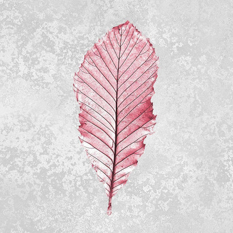 Pink Leaf 2 White Modern Wood Framed Art Print with Double Matting by Kimberly, Allen