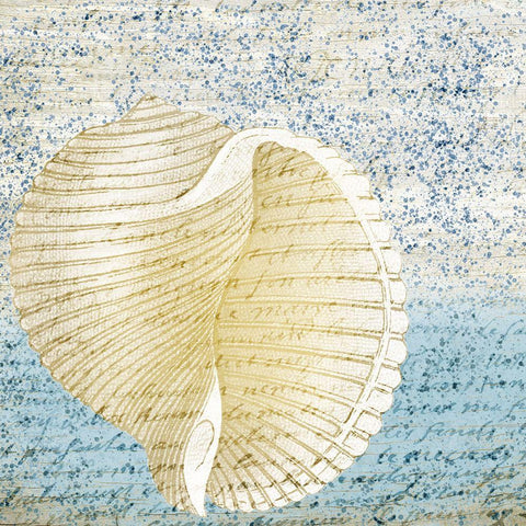 Spotted Shell 1 Black Ornate Wood Framed Art Print with Double Matting by Kimberly, Allen