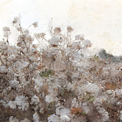 Cotton Field 1 Gold Ornate Wood Framed Art Print with Double Matting by Kimberly, Allen