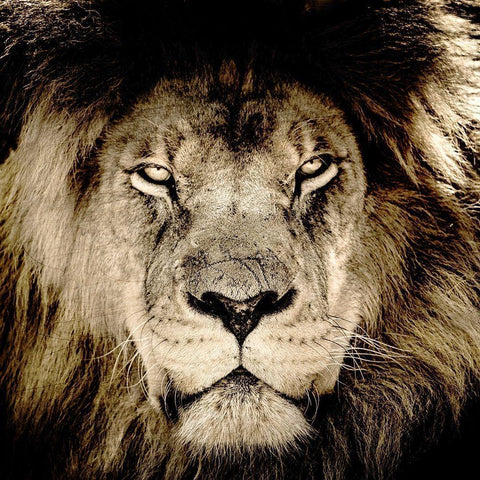 Gaze Black Modern Wood Framed Art Print by Kimberly, Allen