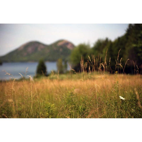 Grassy Field 1 Black Modern Wood Framed Art Print by Colberg, Lisa