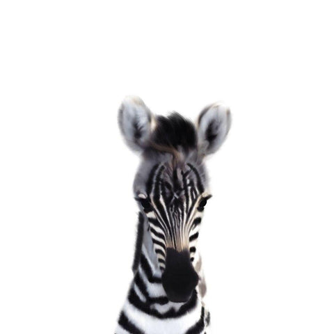 Baby Zebra White Modern Wood Framed Art Print by Straatsma, Leah