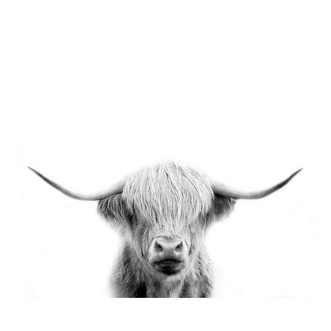 Scottish Cow White Modern Wood Framed Art Print by Straatsma, Leah