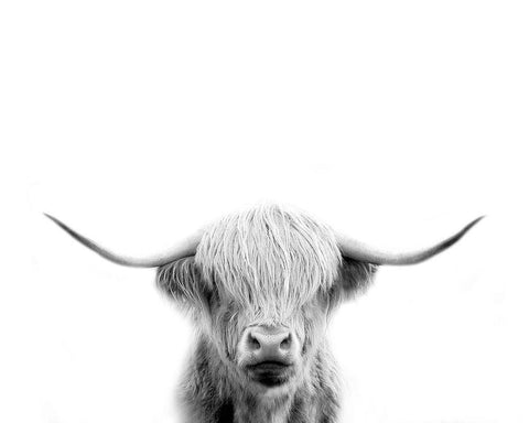 Scottish Cow White Modern Wood Framed Art Print with Double Matting by Straatsma, Leah