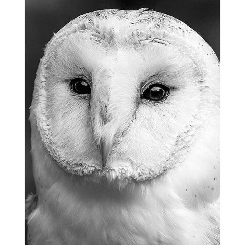 Owl Close Up White Modern Wood Framed Art Print by Straatsma, Leah