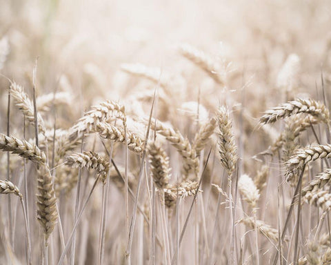 Mute Wheat Field Black Ornate Wood Framed Art Print with Double Matting by Straatsma, Leah