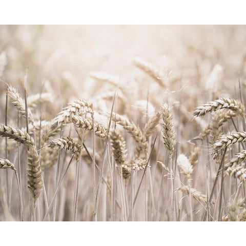 Mute Wheat Field White Modern Wood Framed Art Print by Straatsma, Leah