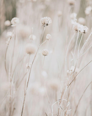 White Dried Wildflowers Black Ornate Wood Framed Art Print with Double Matting by Straatsma, Leah