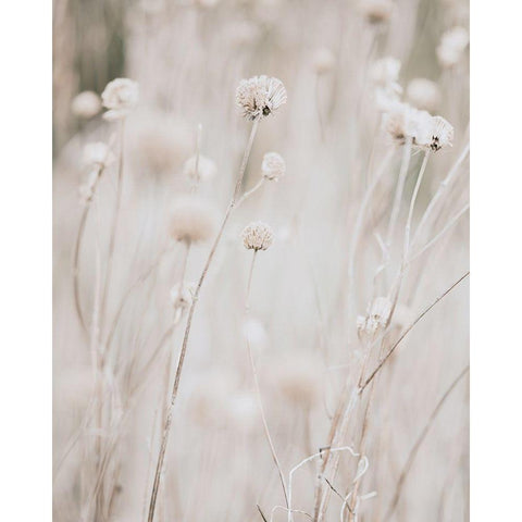 White Dried Wildflowers Black Modern Wood Framed Art Print with Double Matting by Straatsma, Leah