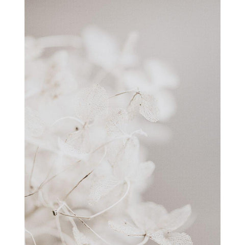 White Wilflowers White Modern Wood Framed Art Print by Straatsma, Leah