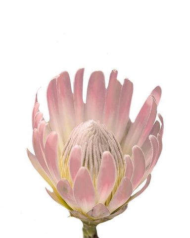 Blush Protea Black Ornate Wood Framed Art Print with Double Matting by Straatsma, Leah