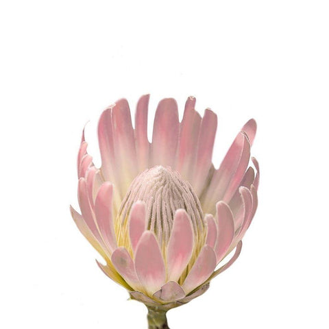 Blush Protea White Modern Wood Framed Art Print by Straatsma, Leah