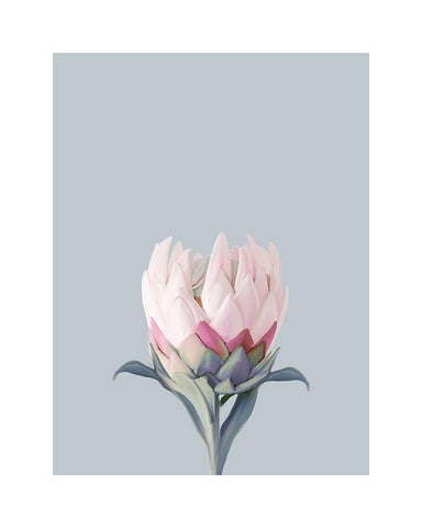 King Protea Plant White Modern Wood Framed Art Print with Double Matting by Straatsma, Leah