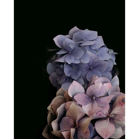 Moody Hydrangeas Black Modern Wood Framed Art Print with Double Matting by Straatsma, Leah