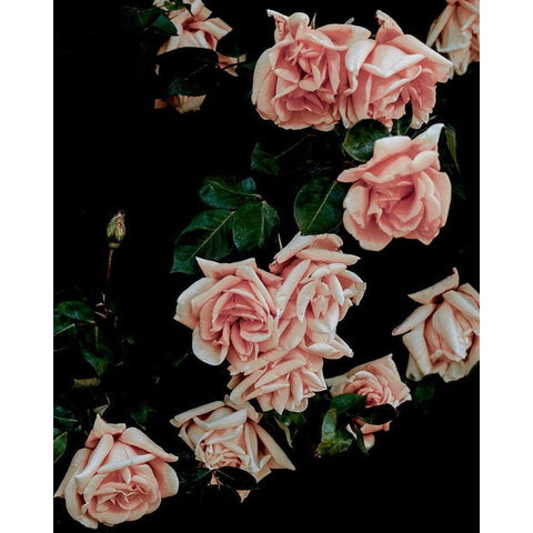 Dark Blush Roses Gold Ornate Wood Framed Art Print with Double Matting by Straatsma, Leah