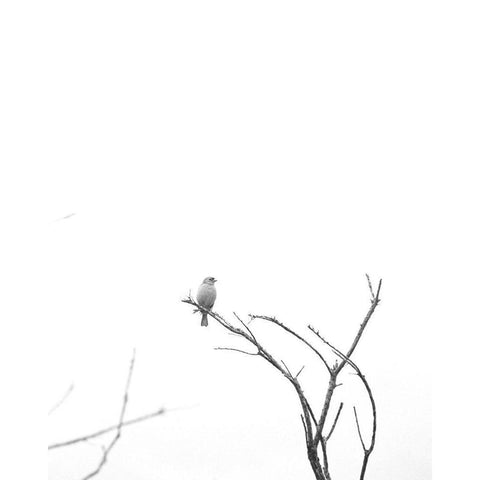 Bleached Branch and Bird White Modern Wood Framed Art Print by Straatsma, Leah