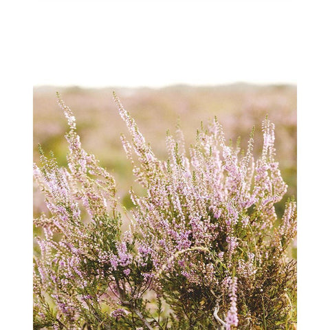 Bleached Lavender Fields Black Modern Wood Framed Art Print with Double Matting by Straatsma, Leah