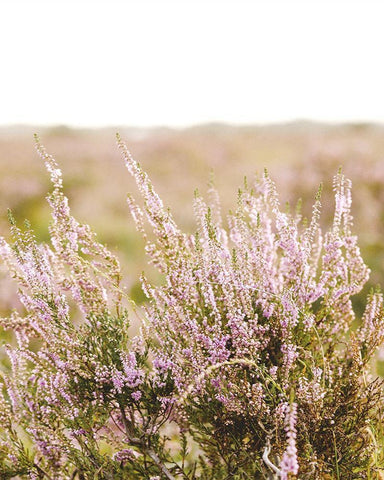 Bleached Lavender Fields White Modern Wood Framed Art Print with Double Matting by Straatsma, Leah