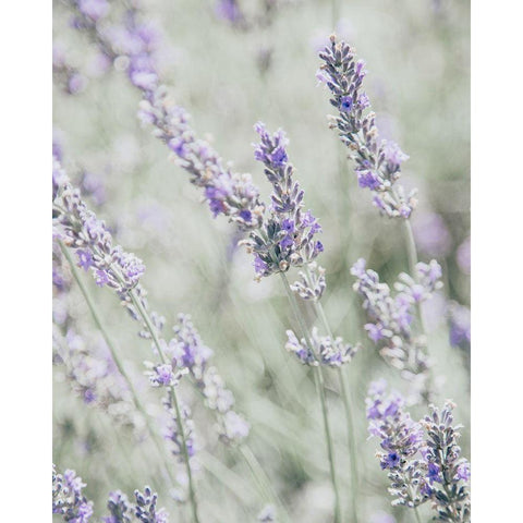 Bleached Lavender in Field Black Modern Wood Framed Art Print with Double Matting by Straatsma, Leah