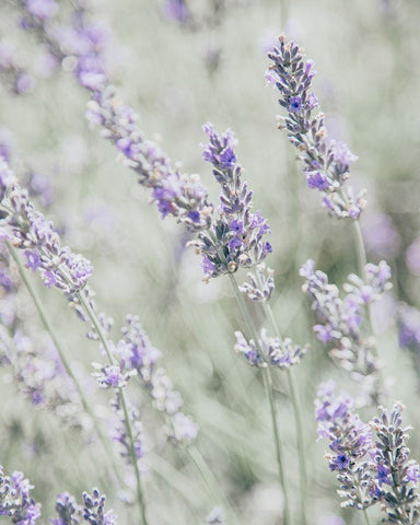 Bleached Lavender in Field White Modern Wood Framed Art Print with Double Matting by Straatsma, Leah