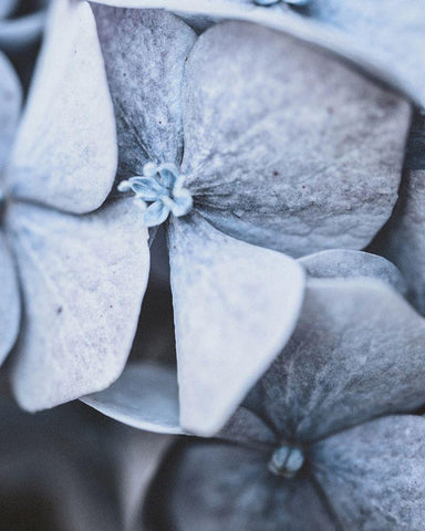 Blue Hydrangea Close Up Black Ornate Wood Framed Art Print with Double Matting by Straatsma, Leah