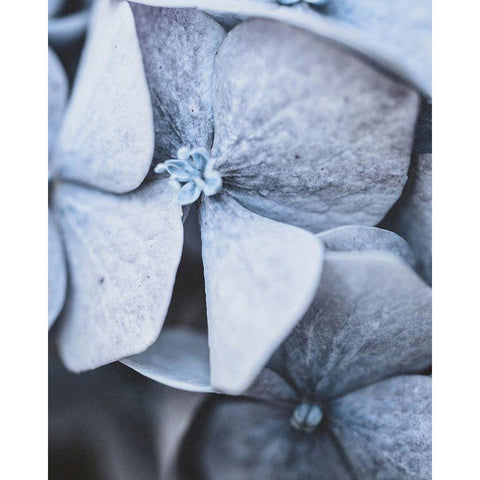 Blue Hydrangea Close Up White Modern Wood Framed Art Print by Straatsma, Leah