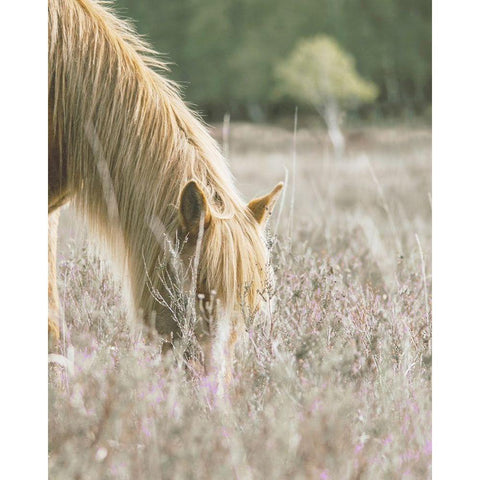 Golden Horse In Meadow Black Modern Wood Framed Art Print with Double Matting by Straatsma, Leah