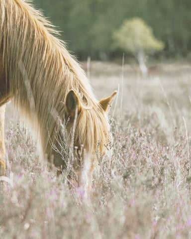 Golden Horse In Meadow White Modern Wood Framed Art Print with Double Matting by Straatsma, Leah