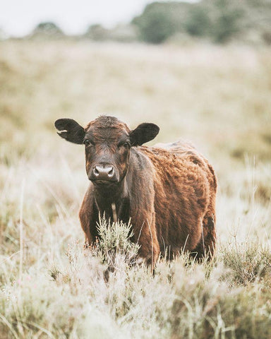 Beautiful Cow In Meadow White Modern Wood Framed Art Print with Double Matting by Straatsma, Leah