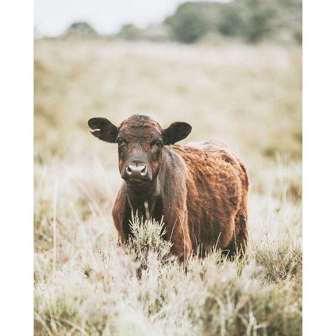 Beautiful Cow In Meadow Gold Ornate Wood Framed Art Print with Double Matting by Straatsma, Leah