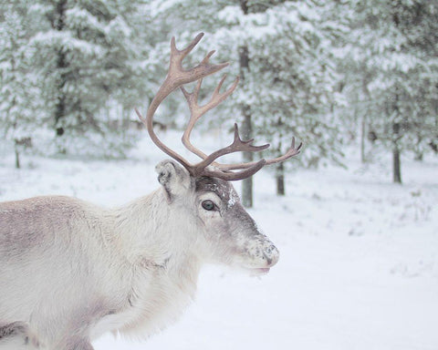 Reindeer in the Woods White Modern Wood Framed Art Print with Double Matting by Straatsma, Leah