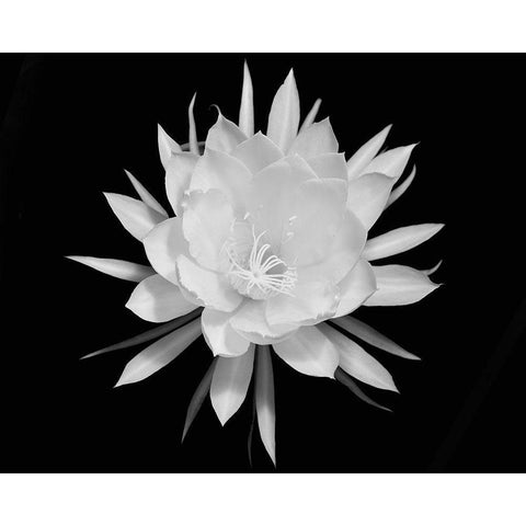 Modern BW Floral 2 Black Modern Wood Framed Art Print with Double Matting by Straatsma, Leah