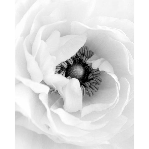 Modern Black White Floral 16x20 Black Modern Wood Framed Art Print with Double Matting by Straatsma, Leah