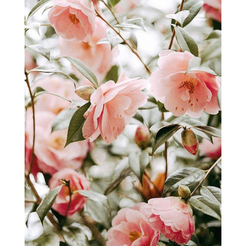 Moody Pink FLorals 16x20 Black Modern Wood Framed Art Print with Double Matting by Straatsma, Leah