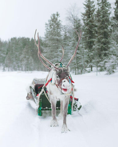 Reindeer and Sled Black Ornate Wood Framed Art Print with Double Matting by Straatsma, Leah