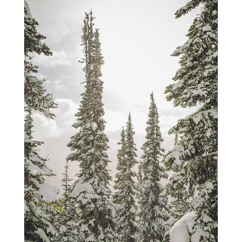 Snow Covered PInes Black Modern Wood Framed Art Print by Straatsma, Leah