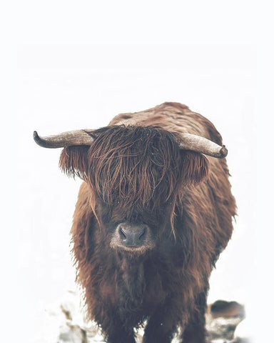 Winter Highland Cow White Modern Wood Framed Art Print with Double Matting by Straatsma, Leah