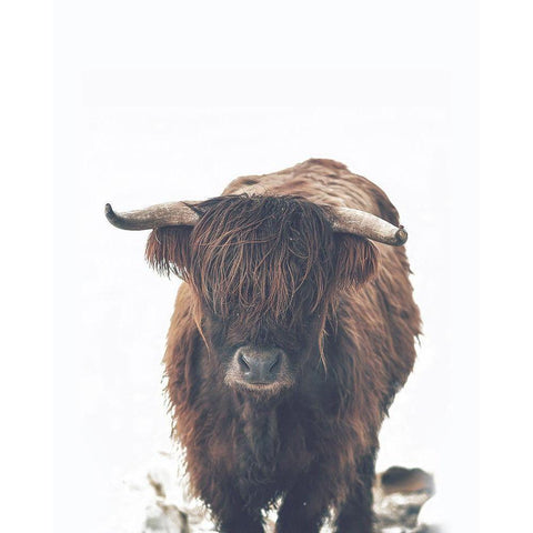 Winter Highland Cow Black Modern Wood Framed Art Print with Double Matting by Straatsma, Leah