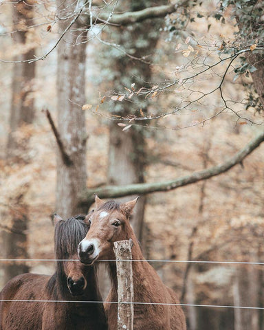 Best Friend Brown Horses White Modern Wood Framed Art Print with Double Matting by Straatsma, Leah