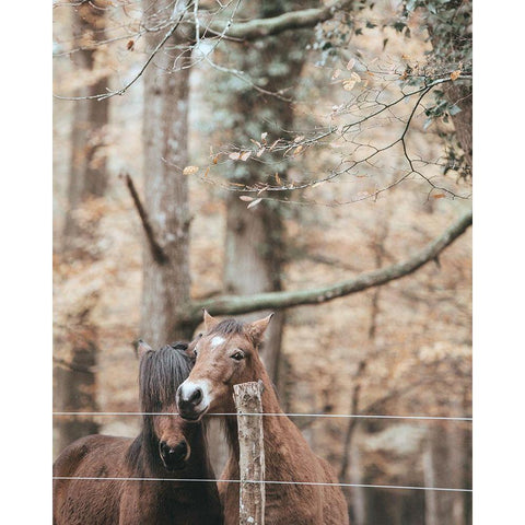 Best Friend Brown Horses Gold Ornate Wood Framed Art Print with Double Matting by Straatsma, Leah