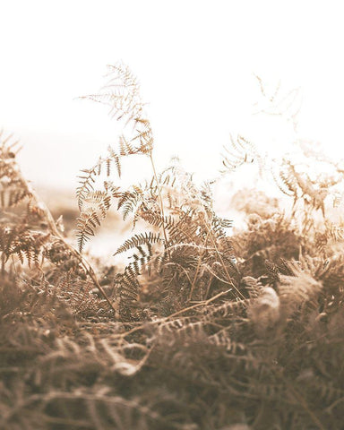 Faded Brown Ferns White Modern Wood Framed Art Print with Double Matting by Straatsma, Leah