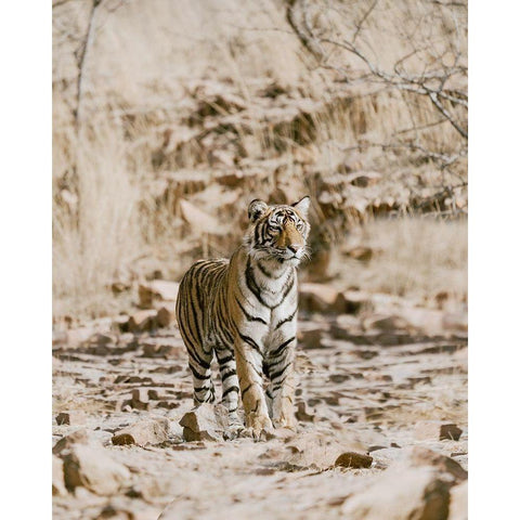 Tiger on Rocks White Modern Wood Framed Art Print by Straatsma, Leah